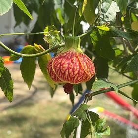Photo of the plant species Abutilon Pictum by @PiousMexico25 named Duke on Greg, the plant care app