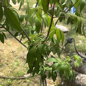 Photo of the plant species Vitex Agnus-Castus by @PiousMexico25 named Bella on Greg, the plant care app