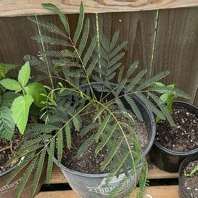 Photo of the plant species Silk Tree by @PiousMexico25 named Walt on Greg, the plant care app