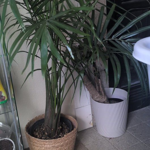 Photo of the plant species Ravenna Grass by @SavvyMahoe10 named Surya on Greg, the plant care app