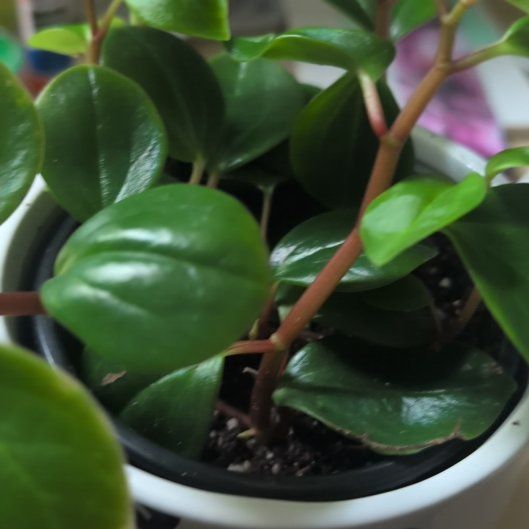 Photo of the plant species Cypress Peperomia by @SavvyMahoe10 named Taylor Swift on Greg, the plant care app
