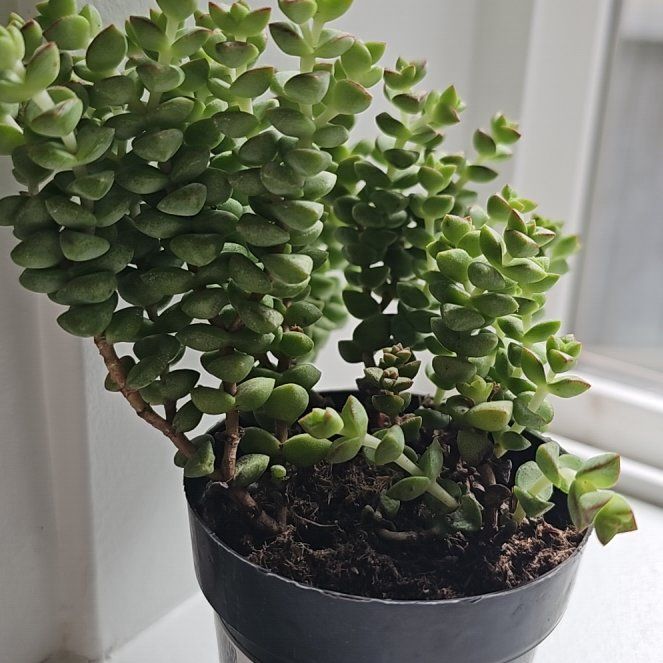Photo of the plant species Tom Thumb by @ElegantLychee60 named Planty on Greg, the plant care app