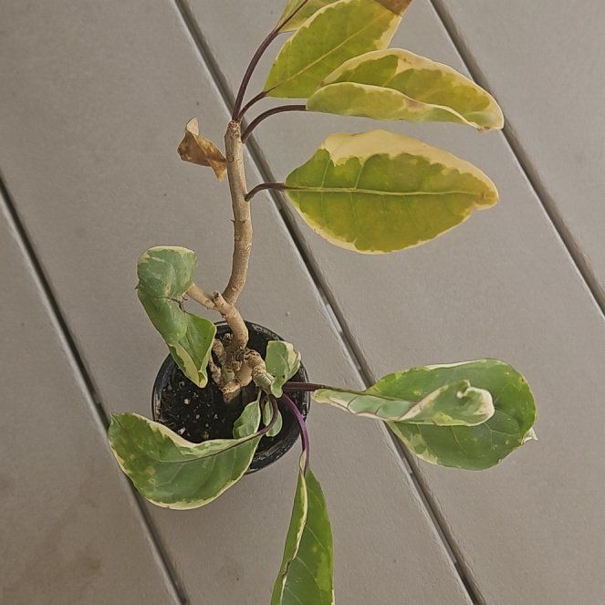 Photo of the plant species Golden Chalice Vine by @LadySagebush73 named Mochi on Greg, the plant care app