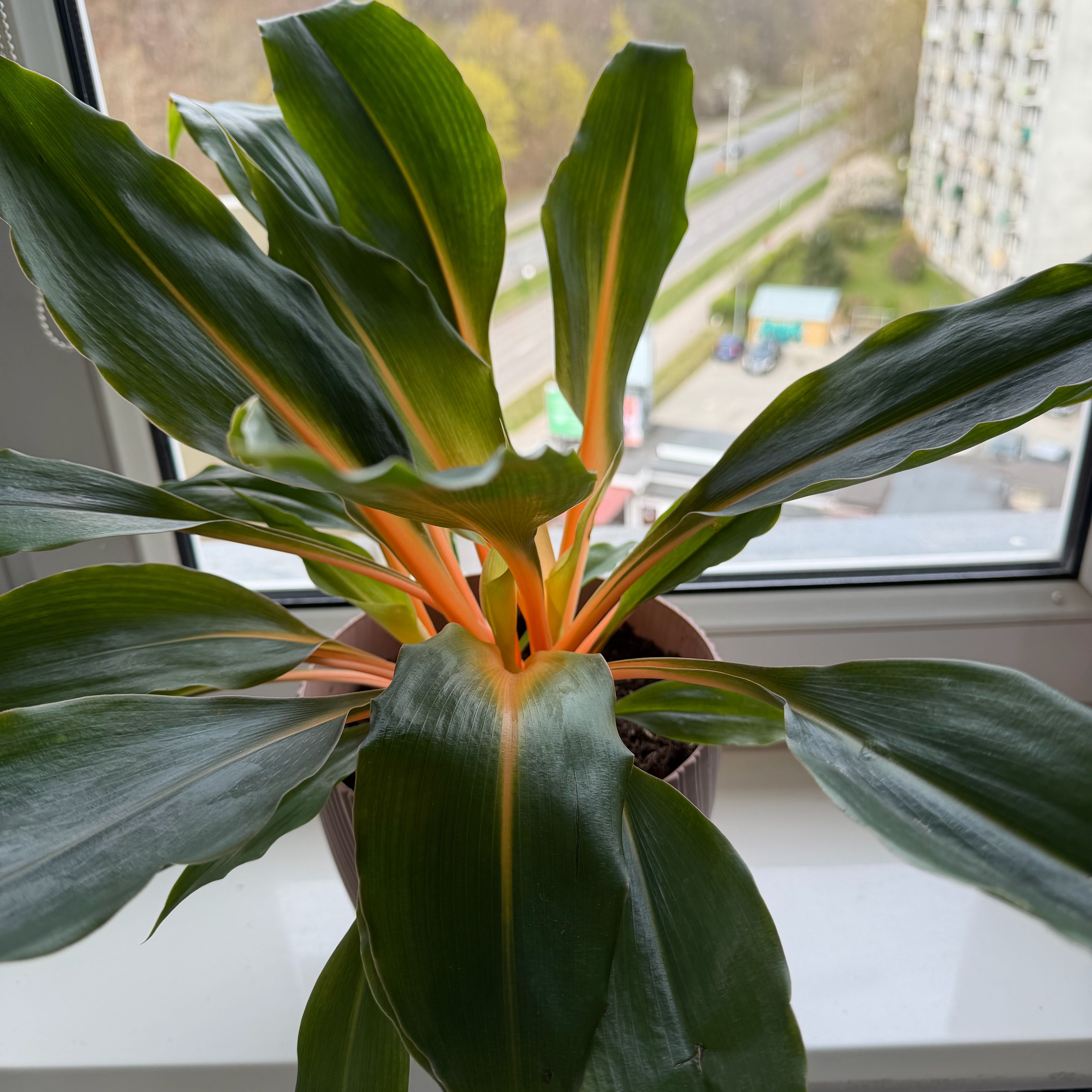 Photo of the plant species Orange Spider Plant by @DearChojubai92 named Dos on Greg, the plant care app