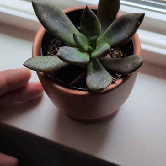 Photo of the plant species Graptoveria Juliana by @PrevalentCat30 named Luna on Greg, the plant care app