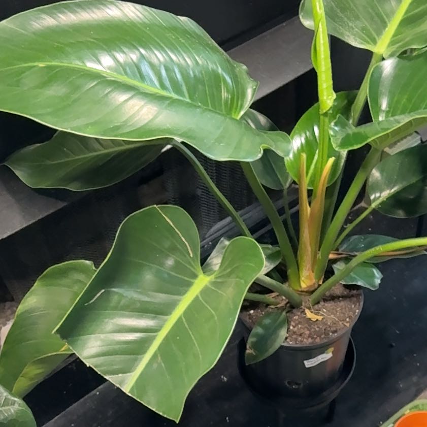 Photo of the plant species Philodendron 'Imperial Green' by @GenerousJuniper named Drake on Greg, the plant care app
