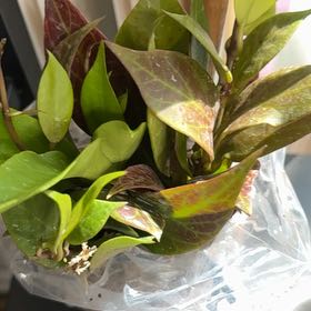 Photo of the plant species Hoya 'Sunrise' by @GenerousJuniper named Gaga on Greg, the plant care app