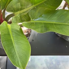 Photo of the plant species Philodendron 'Imperial Green' by @GenerousJuniper named Xena on Greg, the plant care app