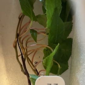 Photo of the plant species Anna Hardy Kiwi Vine by @ProactiveGollum named Lavender on Greg, the plant care app