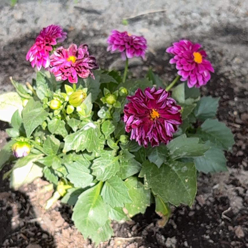 Photo of the plant species Garden Dahlia by @WiseCorrea93 named Eva on Greg, the plant care app