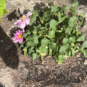 Photo of the plant species Garden Dahlia by @WiseCorrea93 named Sahara on Greg, the plant care app