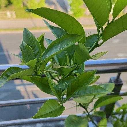 Photo of the plant species Mandarin orange by @DexterousRuby5 named Bruce Lee on Greg, the plant care app