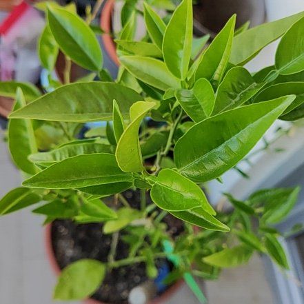 Photo of the plant species Mandarin orange by @DexterousRuby5 named Gomez on Greg, the plant care app