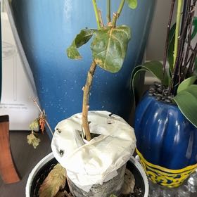 Photo of the plant species Grand Duke of Tuscany Jasmine by @EconomicSedge84 named Ronaldo on Greg, the plant care app