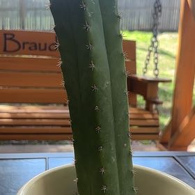 Photo of the plant species San Pedro Cactus by @KeyLukiwan11 named Kylie on Greg, the plant care app