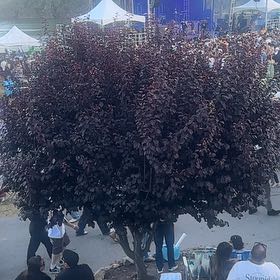 Photo of the plant species Cherry Plum by @UrbaneMarimo51 named Orwell on Greg, the plant care app