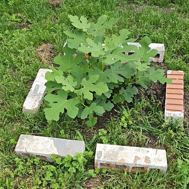 Photo of the plant species Celeste Fig by @LushCookspine39 named Shakira on Greg, the plant care app