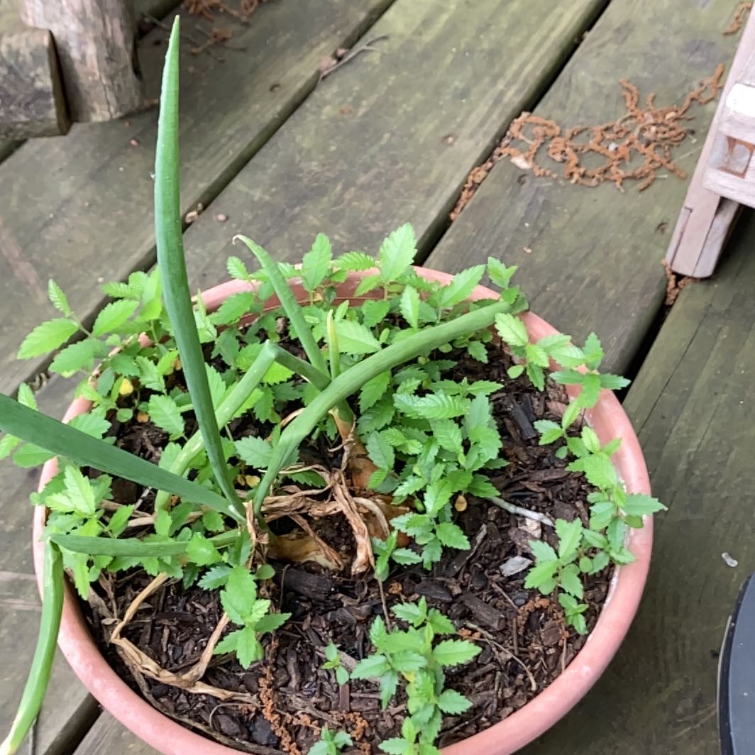 Photo of the plant species Prairie Lily by @HotKeylime20 named Orwell on Greg, the plant care app