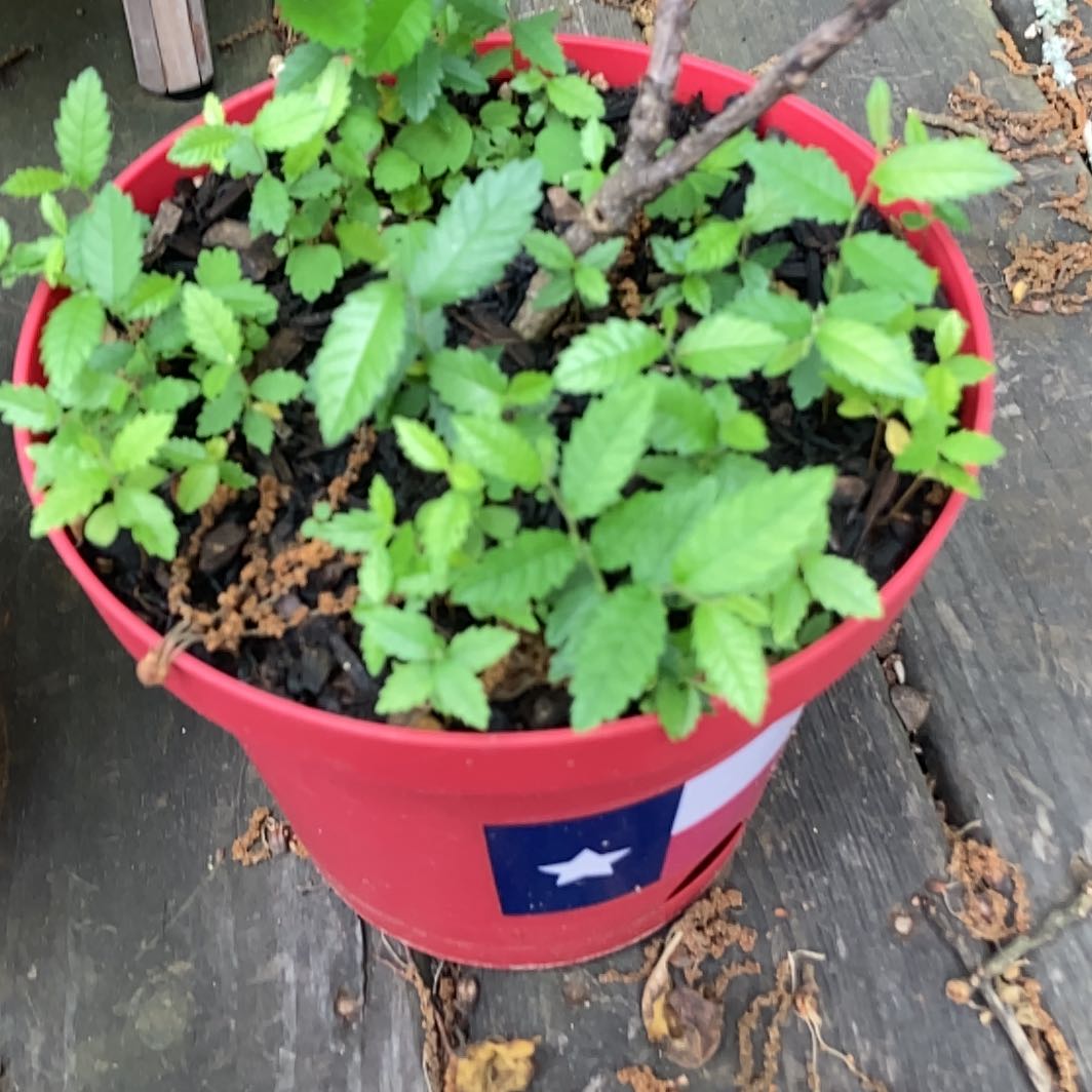 Photo of the plant species Brazilian Peppertree by @HotKeylime20 named Sahara on Greg, the plant care app