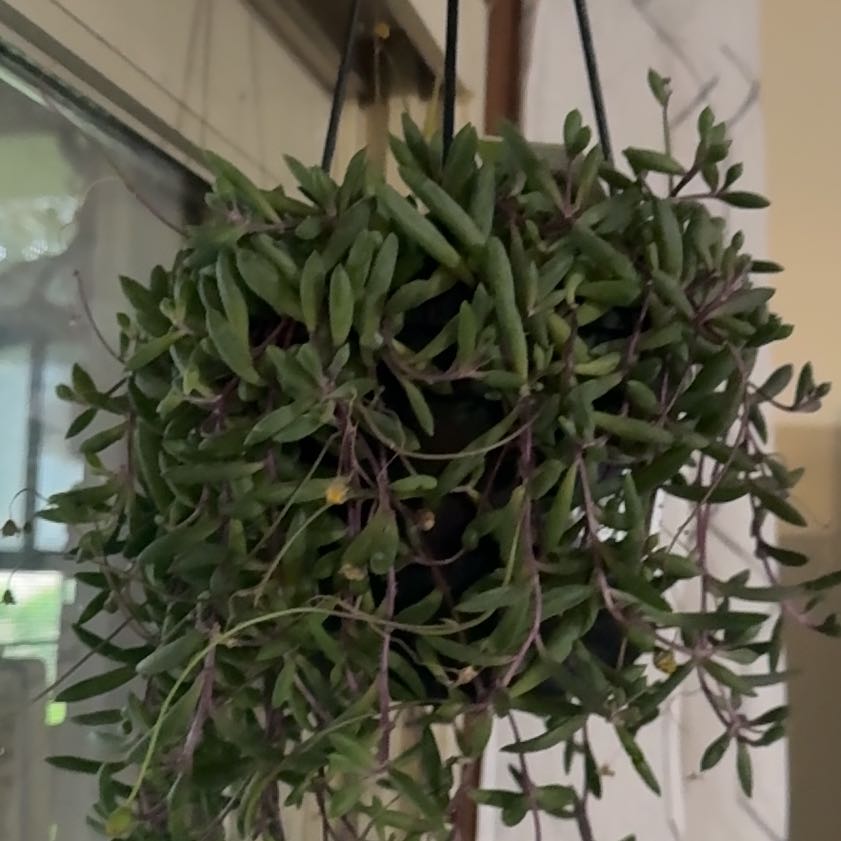Photo of the plant species String Of Bananas by @QueenTipa68 named Baesil on Greg, the plant care app