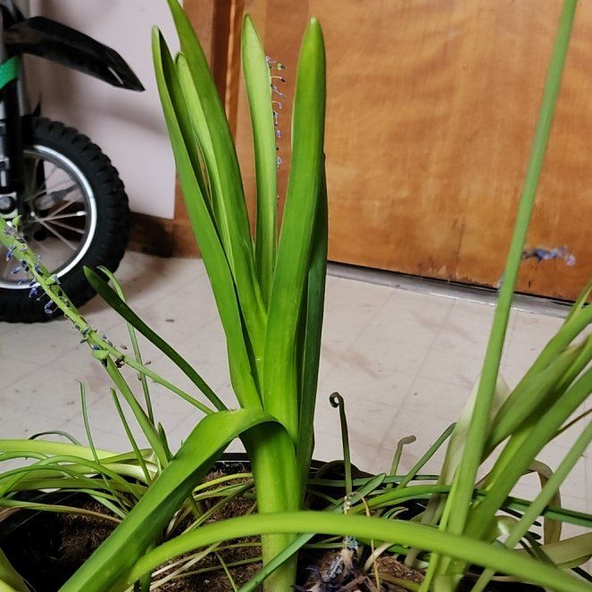 Photo of the plant species Yellow Iris by @BalancedColeus0 named LiloStitch on Greg, the plant care app