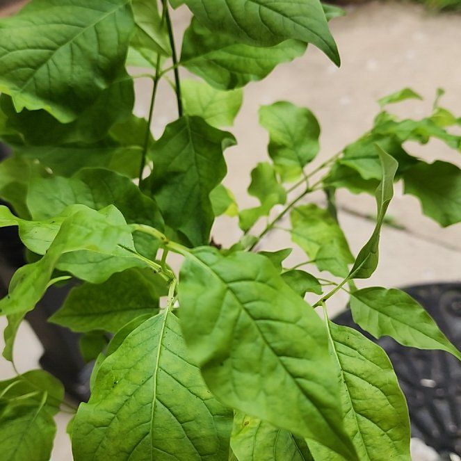 Photo of the plant species Japanese Tree Lilac by @ZestMarimo26 named Sherlock on Greg, the plant care app