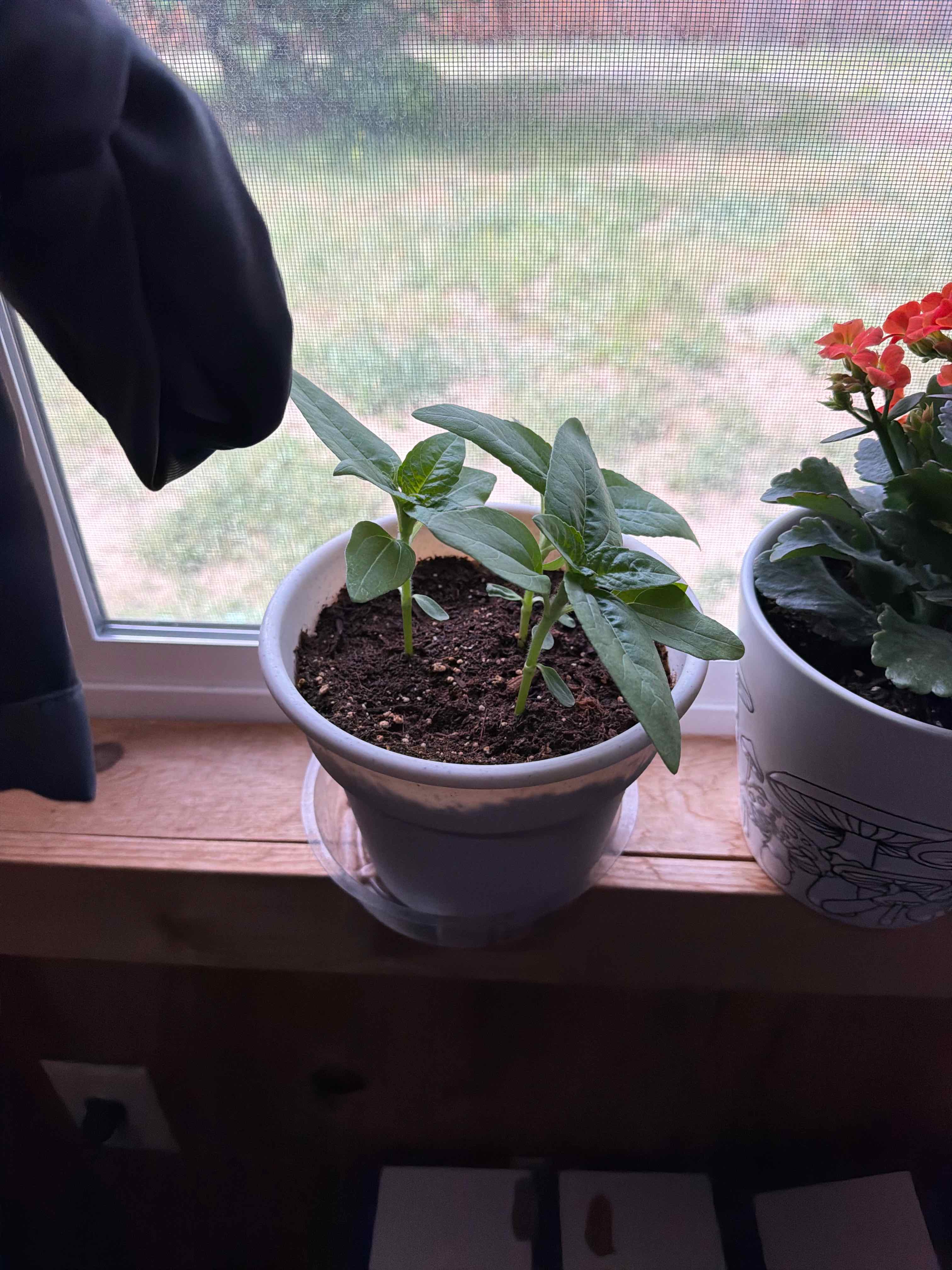 Photo of the plant species Sunspot Dwarf Sunflower by @HipGoldenhill67 named Ivan on Greg, the plant care app