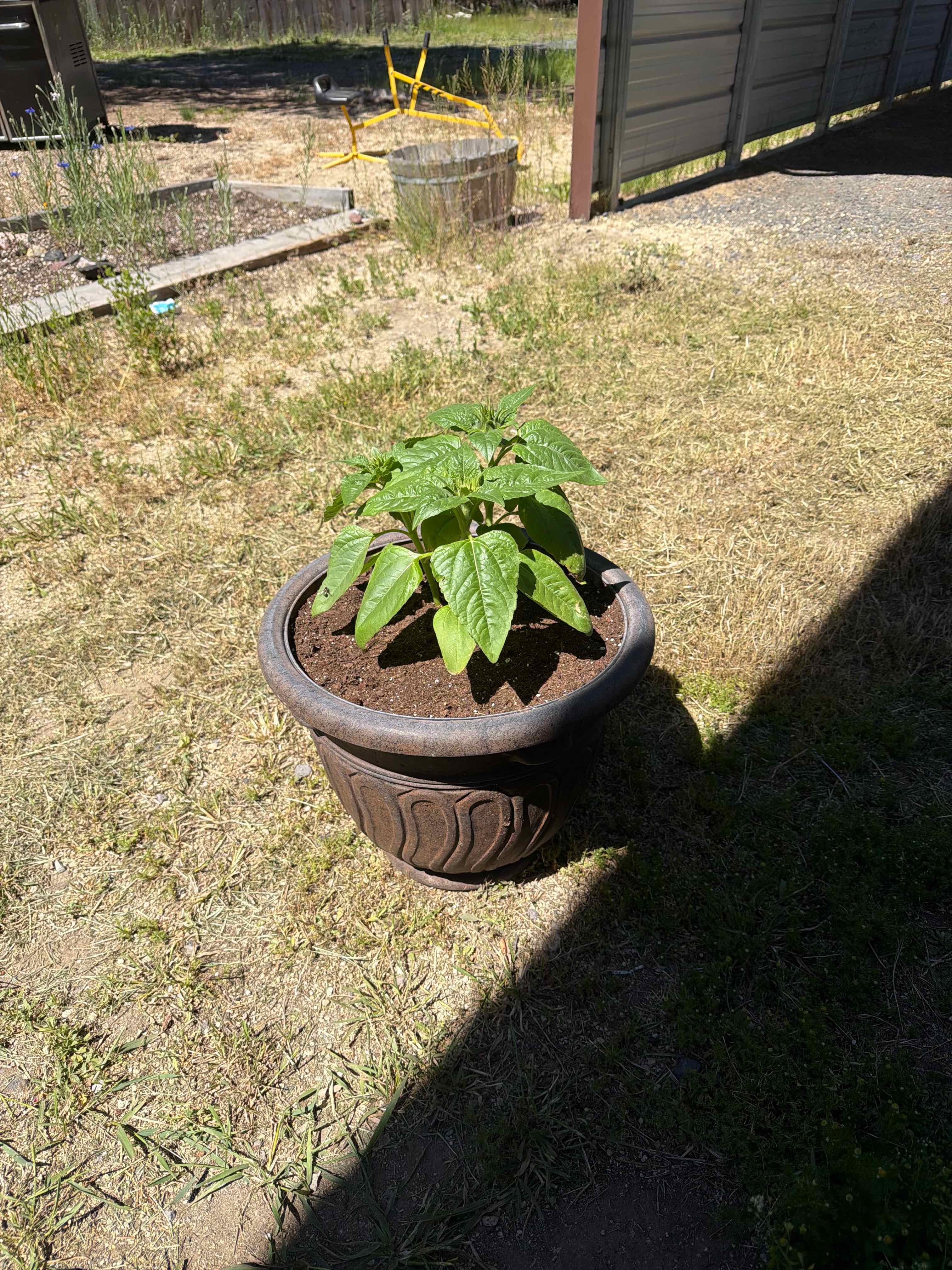 Photo of the plant species Sunspot Dwarf Sunflower by @HipGoldenhill67 named Ivan on Greg, the plant care app