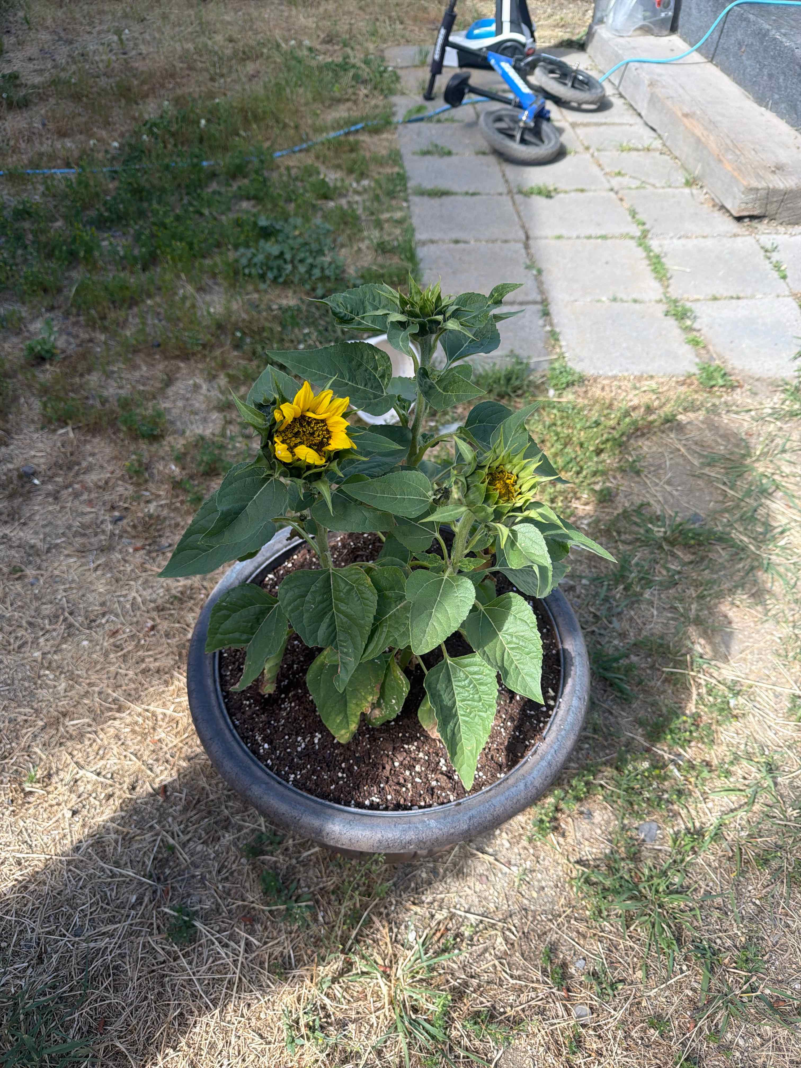 Photo of the plant species Sunspot Dwarf Sunflower by @HipGoldenhill67 named Ivan on Greg, the plant care app