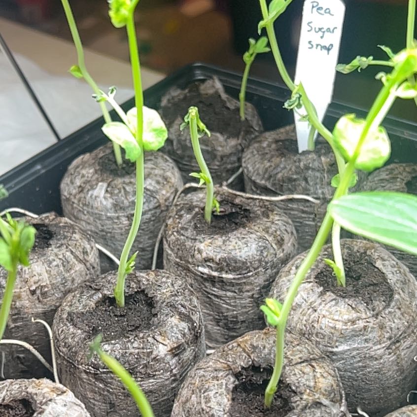 Photo of the plant species Sugar Snap Peas by @CoolHorsemint42 named Dax on Greg, the plant care app