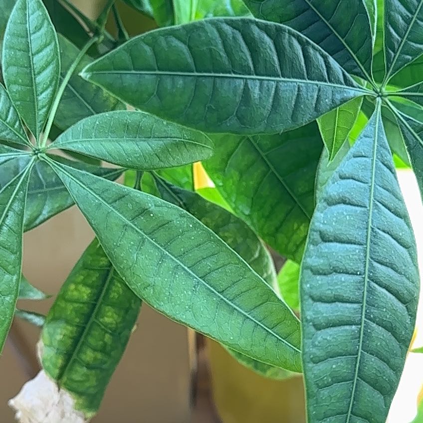 Photo of the plant species winged sumac by @MasterIvy81 named Baesil on Greg, the plant care app