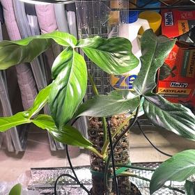 Photo of the plant species Philodendron 69686 by @KeenBasil51 named Aria on Greg, the plant care app