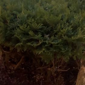 Photo of the plant species Delicate Thuidium Moss by @WhizbangYuzu named Pax on Greg, the plant care app