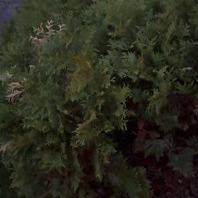 Photo of the plant species Delicate Thuidium Moss by @WhizbangYuzu named Tupot amaroot on Greg, the plant care app