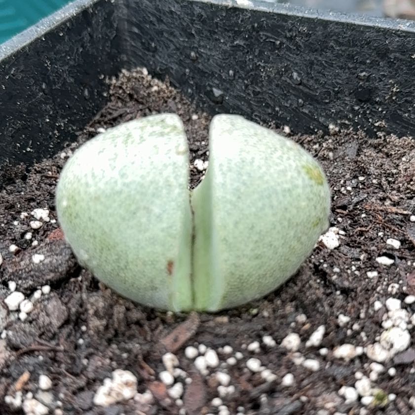 Photo of the plant species Split Rock Plant by @LeadPepper88 named Prince on Greg, the plant care app