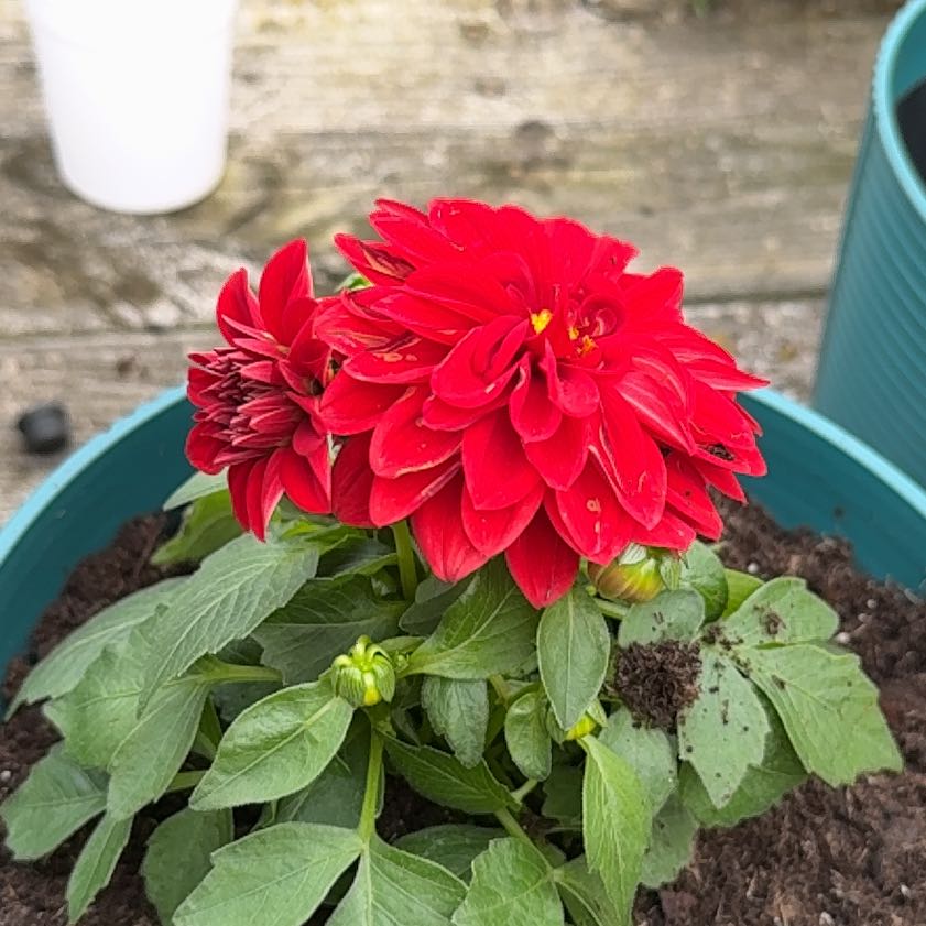 Photo of the plant species Garden Dahlia by @LeadPepper88 named Luna on Greg, the plant care app