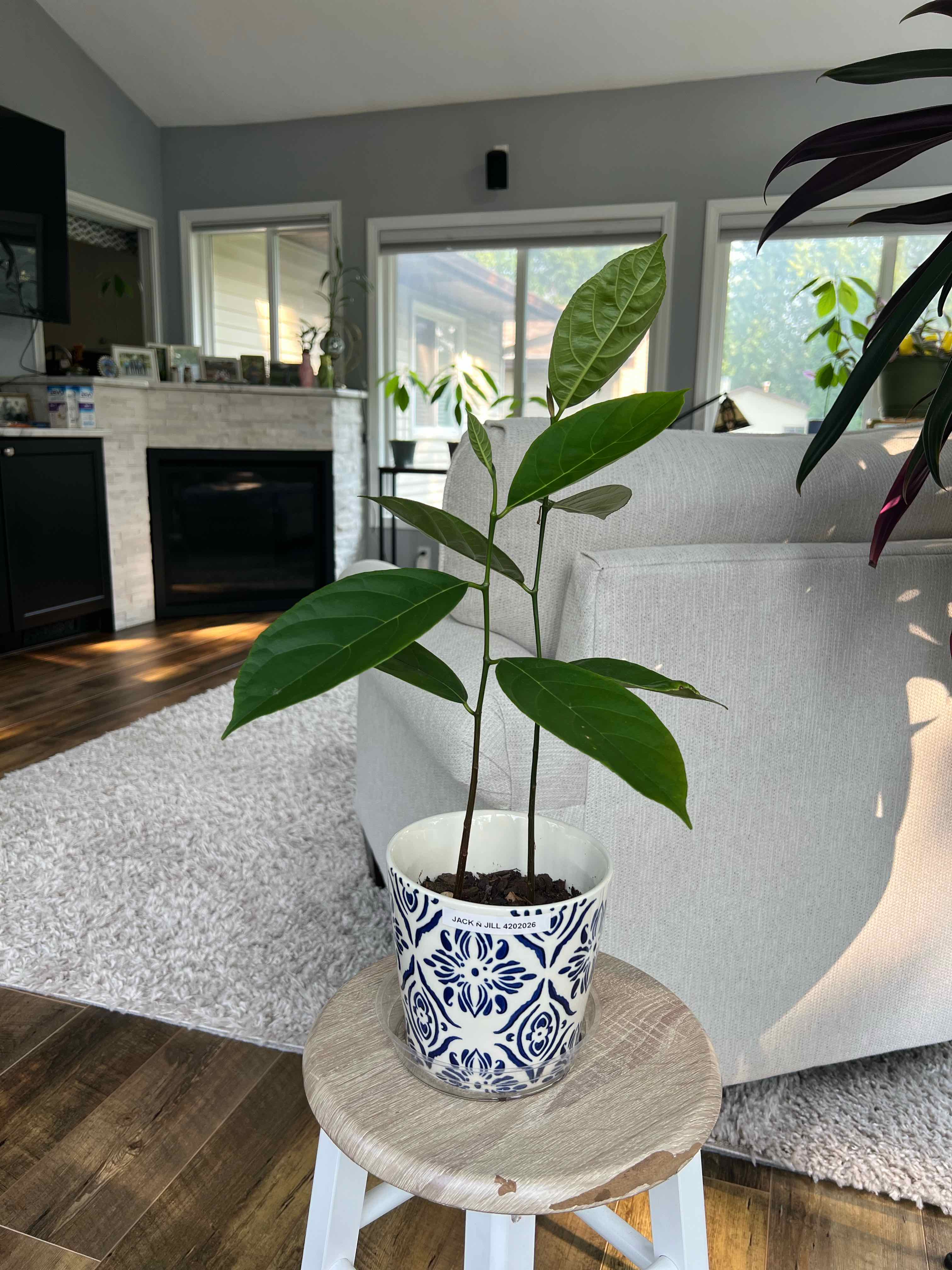 Photo of the plant species Jackfruit by @StockyCactus38 named Jack & Jill on Greg, the plant care app