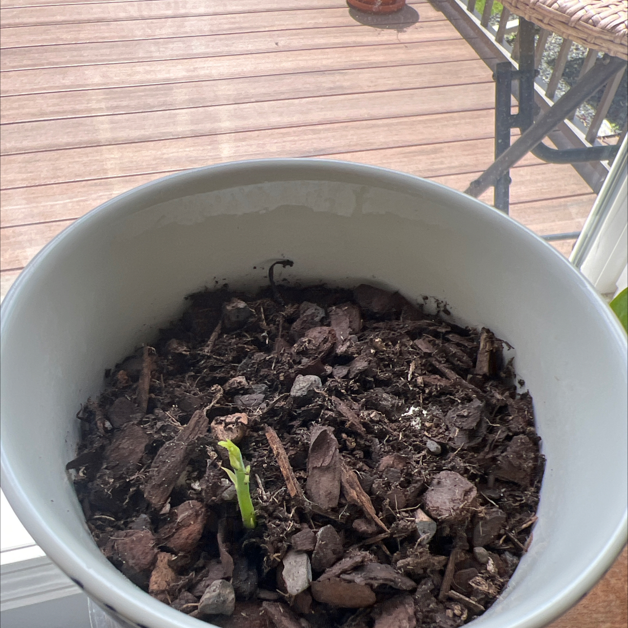 Photo of the plant species Jackfruit by @StockyCactus38 named Jack & Jill on Greg, the plant care app