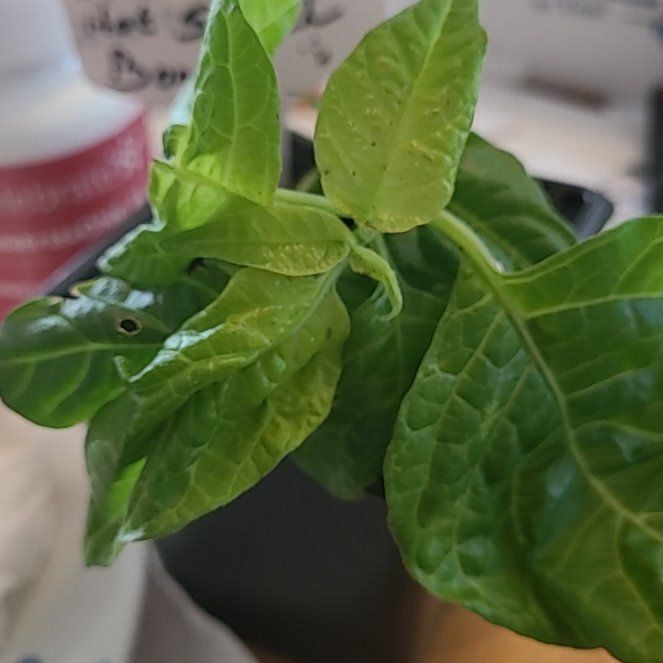 Photo of the plant species Scotch Bonnet by @WizardKonjac81 named Scotch bonnet on Greg, the plant care app