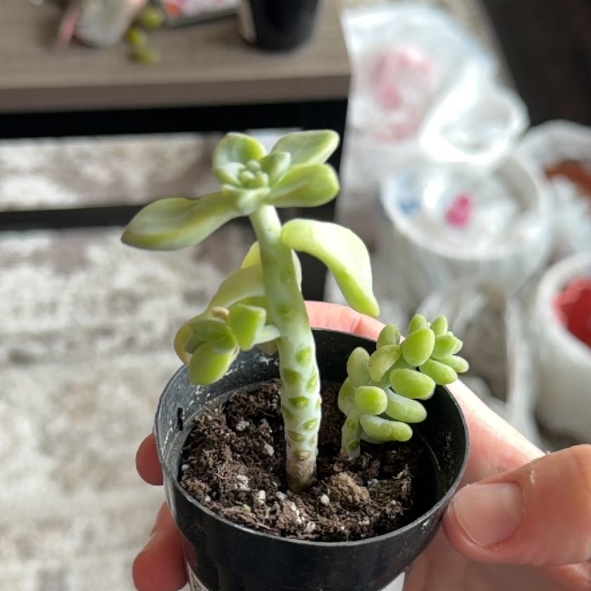 Photo of the plant species Graptopetalum Jester by @PluckyGinseng55 named Fernie Saunders on Greg, the plant care app