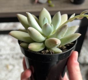 Photo of the plant species Pachyphytum 'Moon Silver' by @PluckyGinseng55 named Baesil on Greg, the plant care app