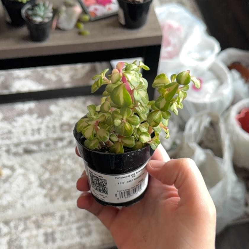 Photo of the plant species elephant bush by @PluckyGinseng55 named Gomez on Greg, the plant care app