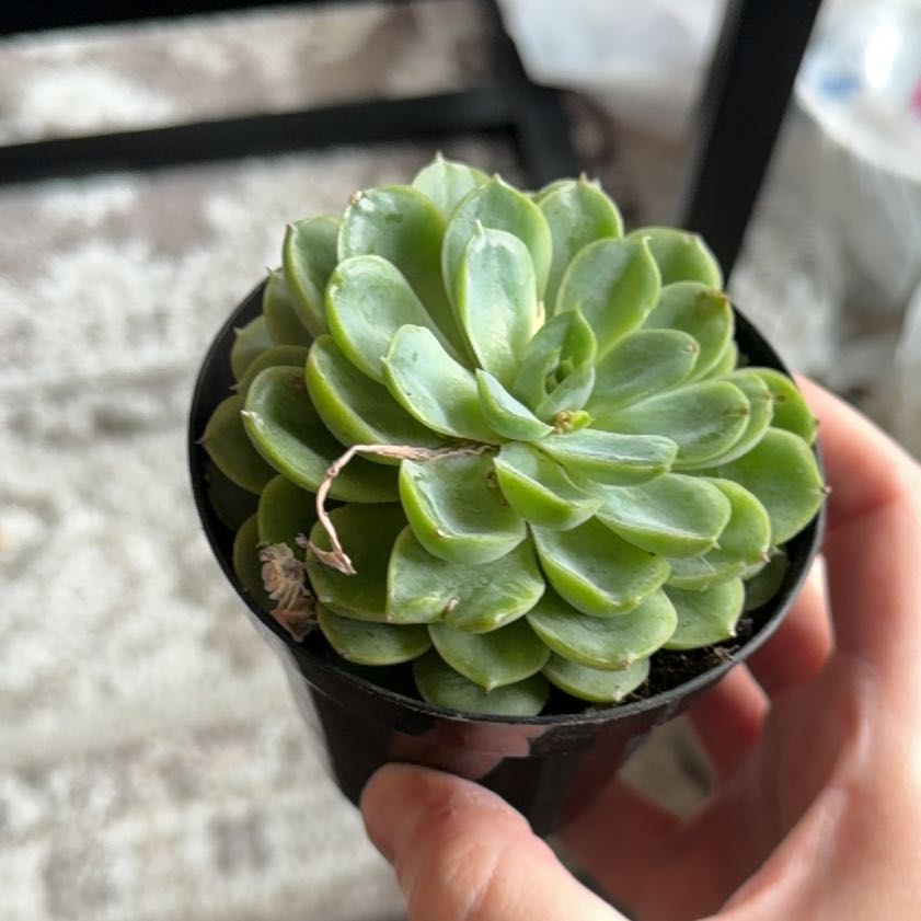 Photo of the plant species Lime N Chile by @PluckyGinseng55 named Kardashian on Greg, the plant care app