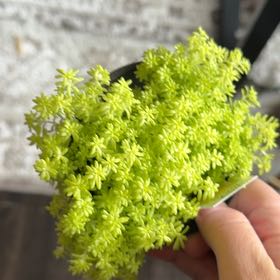 Photo of the plant species Tokyo Sun Stonecrop by @PluckyGinseng55 named Peter Parker on Greg, the plant care app
