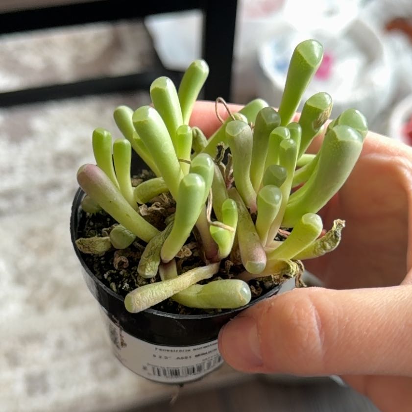 Photo of the plant species Baby Toes by @PluckyGinseng55 named Clooney on Greg, the plant care app