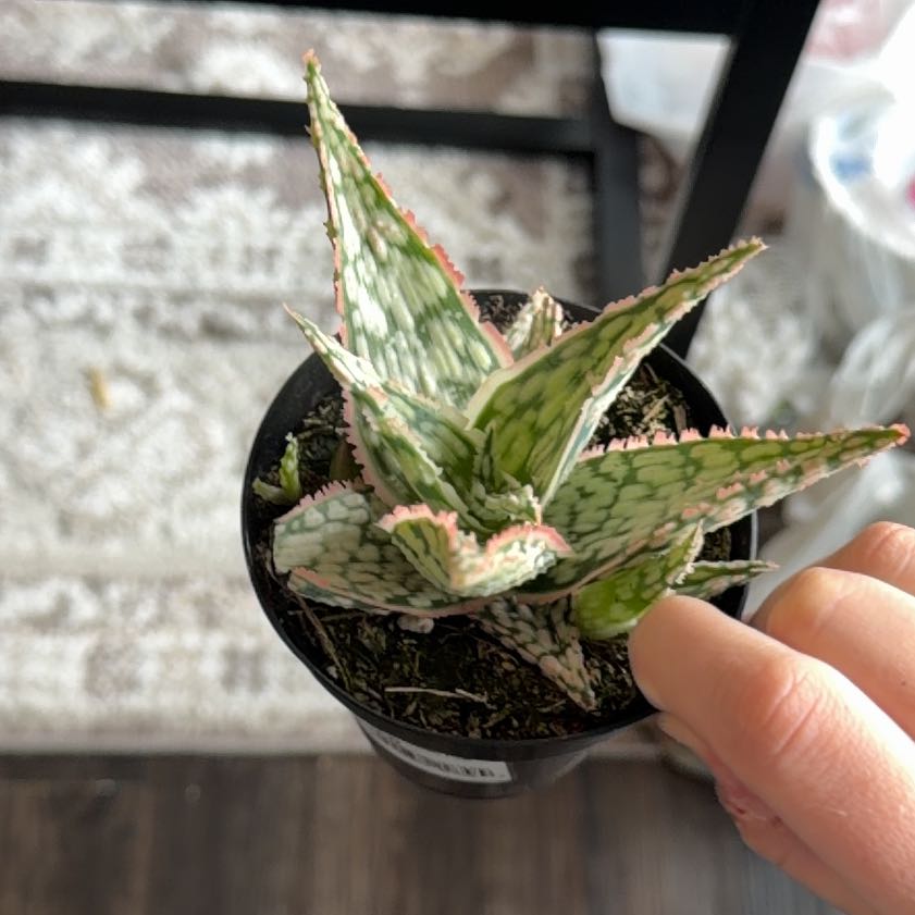 Photo of the plant species Aloe 'Lavender Frost' by @PluckyGinseng55 named Drake on Greg, the plant care app