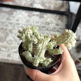 Photo of the plant species Corncob Cactus by @PluckyGinseng55 named Wall-E on Greg, the plant care app