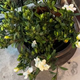 Photo of the plant species Gardenia 'Double Mint' by @FitSnowbanana55 named Dolores on Greg, the plant care app