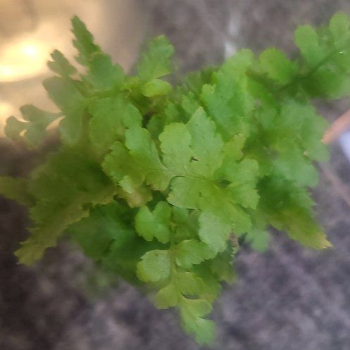 Photo of the plant species Brittle Bladder-Fern by @WinPilea31 named LiloStitch on Greg, the plant care app
