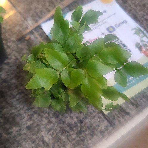 Photo of the plant species House Holly-Fern by @WinPilea31 named Rihanna on Greg, the plant care app